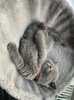 British Shorthair cats 💕Pure BSH Kittens – Family Raised, Ready NOW - Advert 3