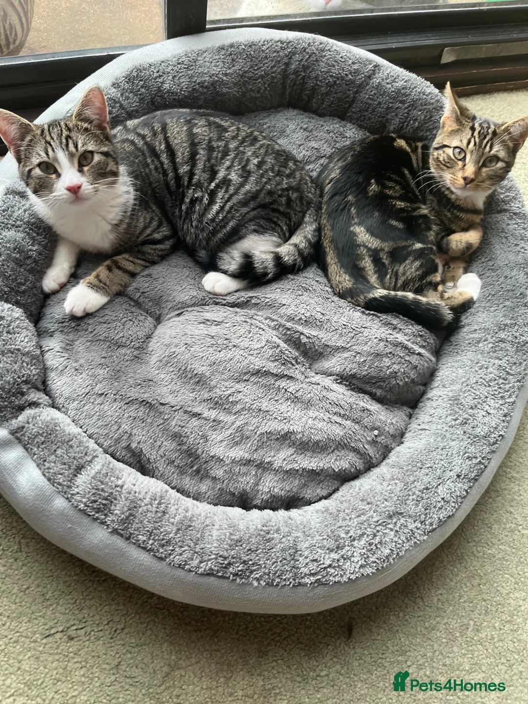 Mixed Breed cats for adoption: Rescue kittens bonded pair male need home 4 mnths in Hook - Advert 1