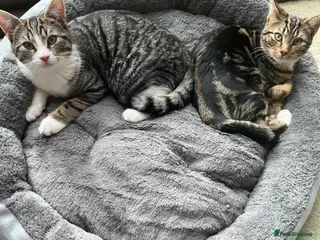Mixed Breed cats Rescue kittens bonded pair male need home 4 mnths - Advert 1