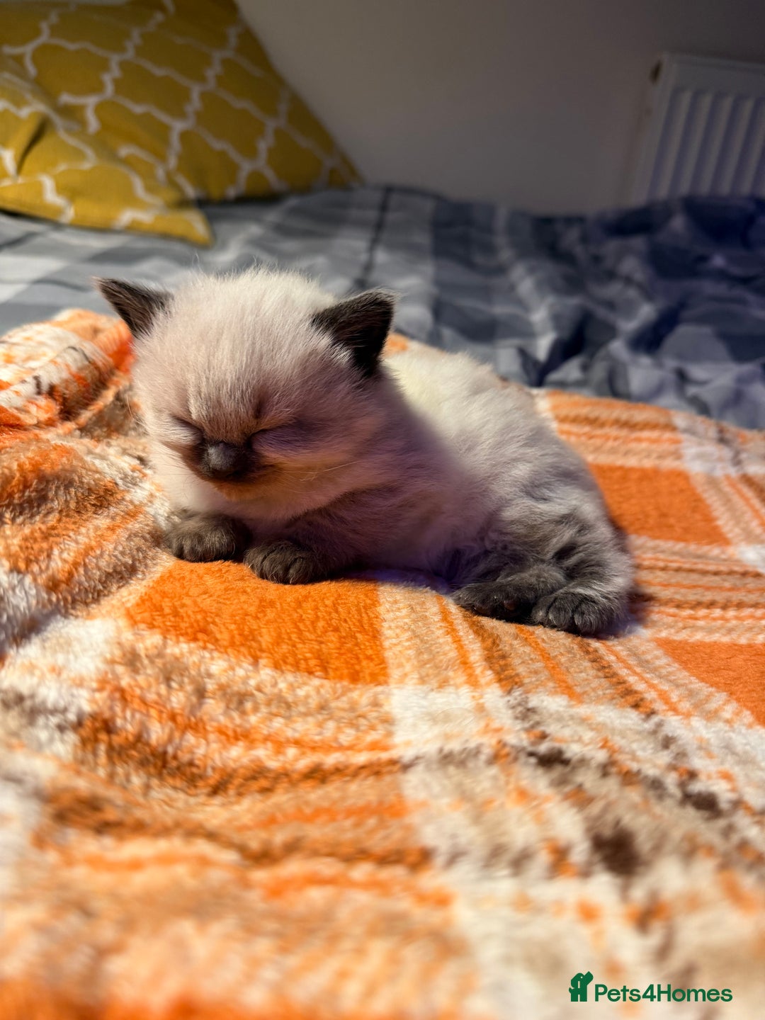 Ragdoll cats for sale: Purebred Ragdoll kitten (wobbly cat syndrome) - Advert 2