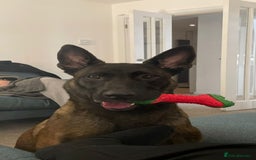 Belgian Shepherd Dog dogs for sale: Belgian Malinois x Dutch - Female 4 Yrs - Image 15