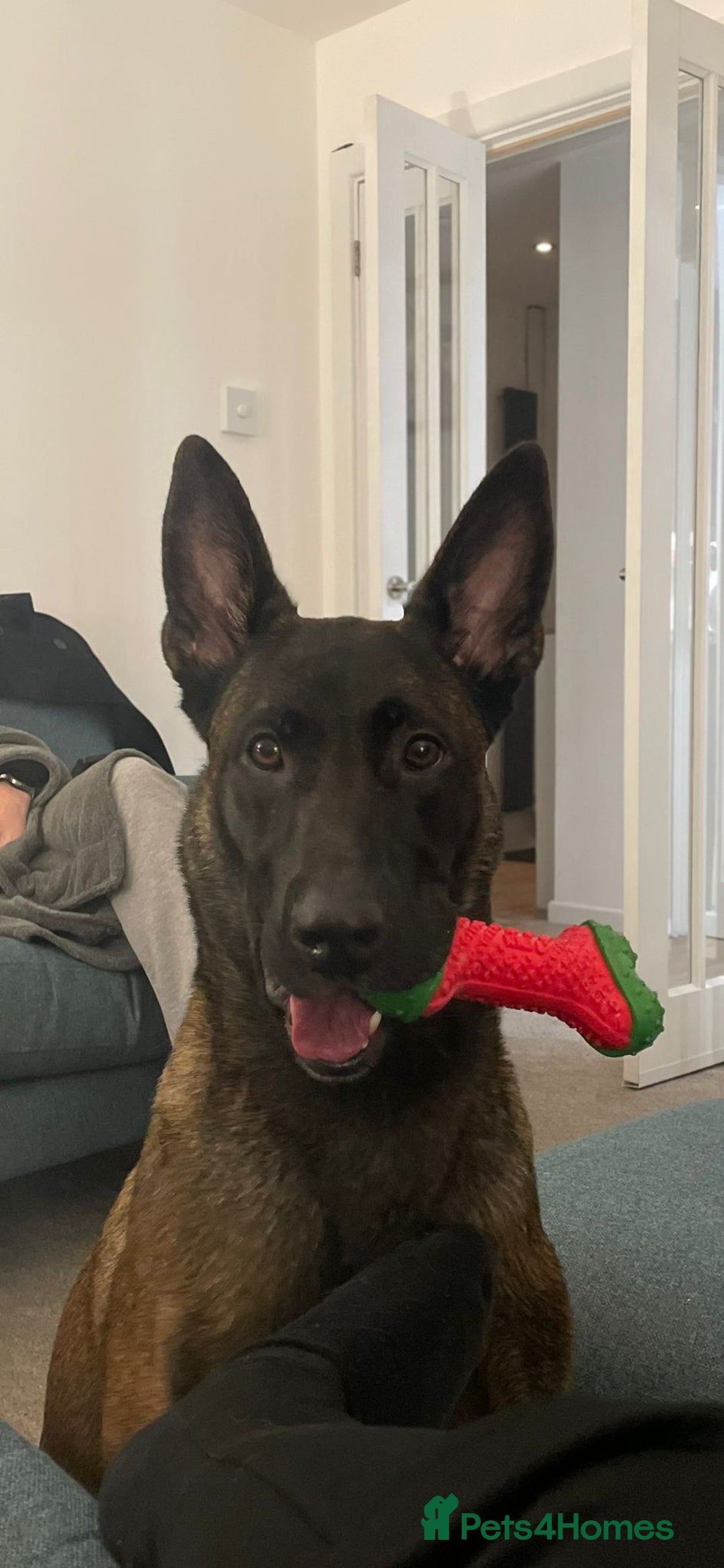 Belgian Shepherd Dog dogs for sale: Belgian Malinois x Dutch - Female 4 Yrs - Image 15