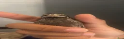 Mixed Breed birds for sale: Male young button quail in Dartford - Advert 3