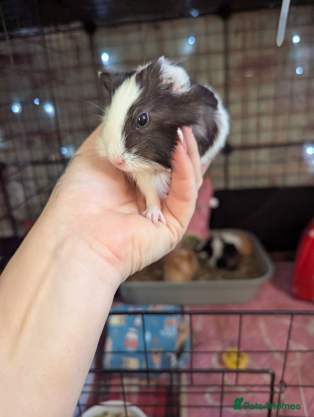 Guinea Pig rodents for sale: Baby guinea pigs  - Advert 18