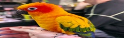 Conures birds for sale: SUPER TAME female sun conure beautiful  - Advert 8