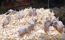 Mouse rodents for sale: Baby Fancy Pet Mice , Females available  - Image 14