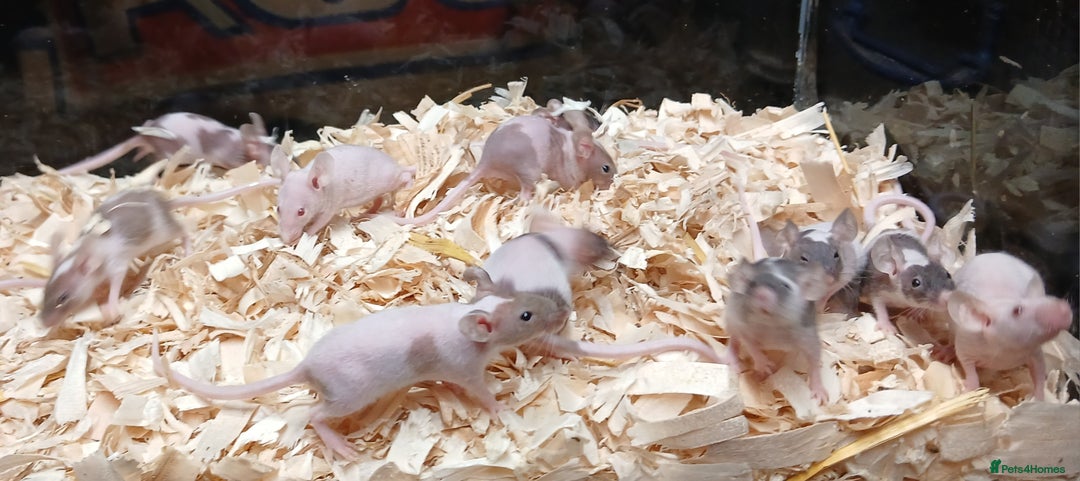 Mouse rodents for sale: Baby Fancy Pet Mice , Females available  - Image 14