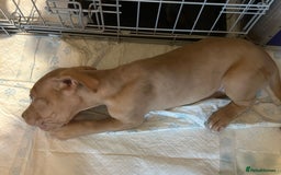 Mastiff dogs for sale: Mastiff X Puppies Looking for Forever Homes - Image 4