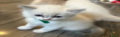 Ragdoll 4