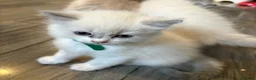 Ragdoll cats for sale: Beautiful girl Ragdolls  - Advert 9