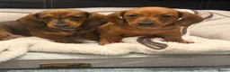 Dachshund dogs for sale: Outstanding show quality standard smooth dachshund - Advert 13