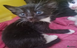 European cats for sale: 6 Kittens ready to find their new homes!! - Image 9