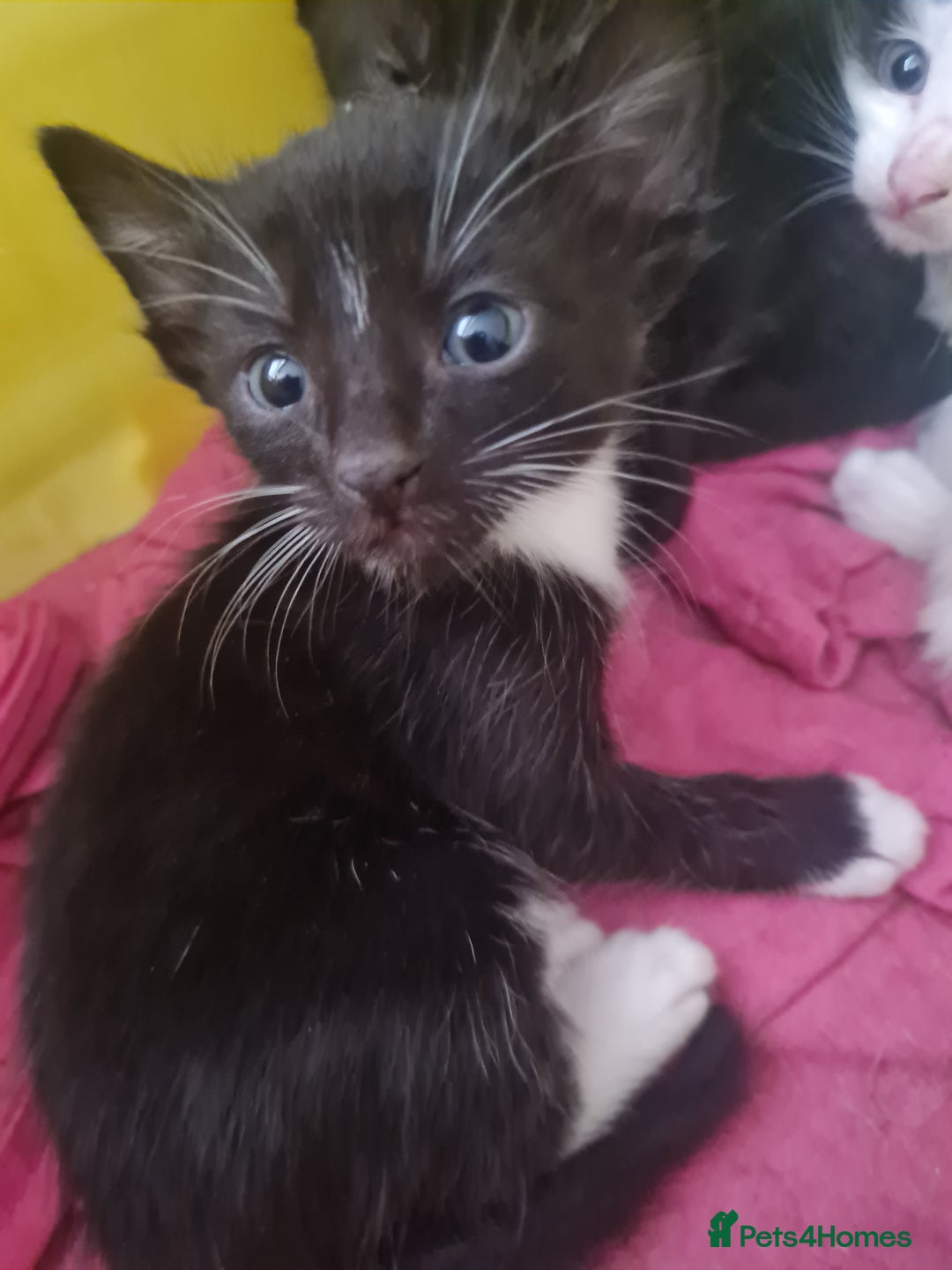European cats for sale: 6 Kittens ready to find their new homes!! - Image 9