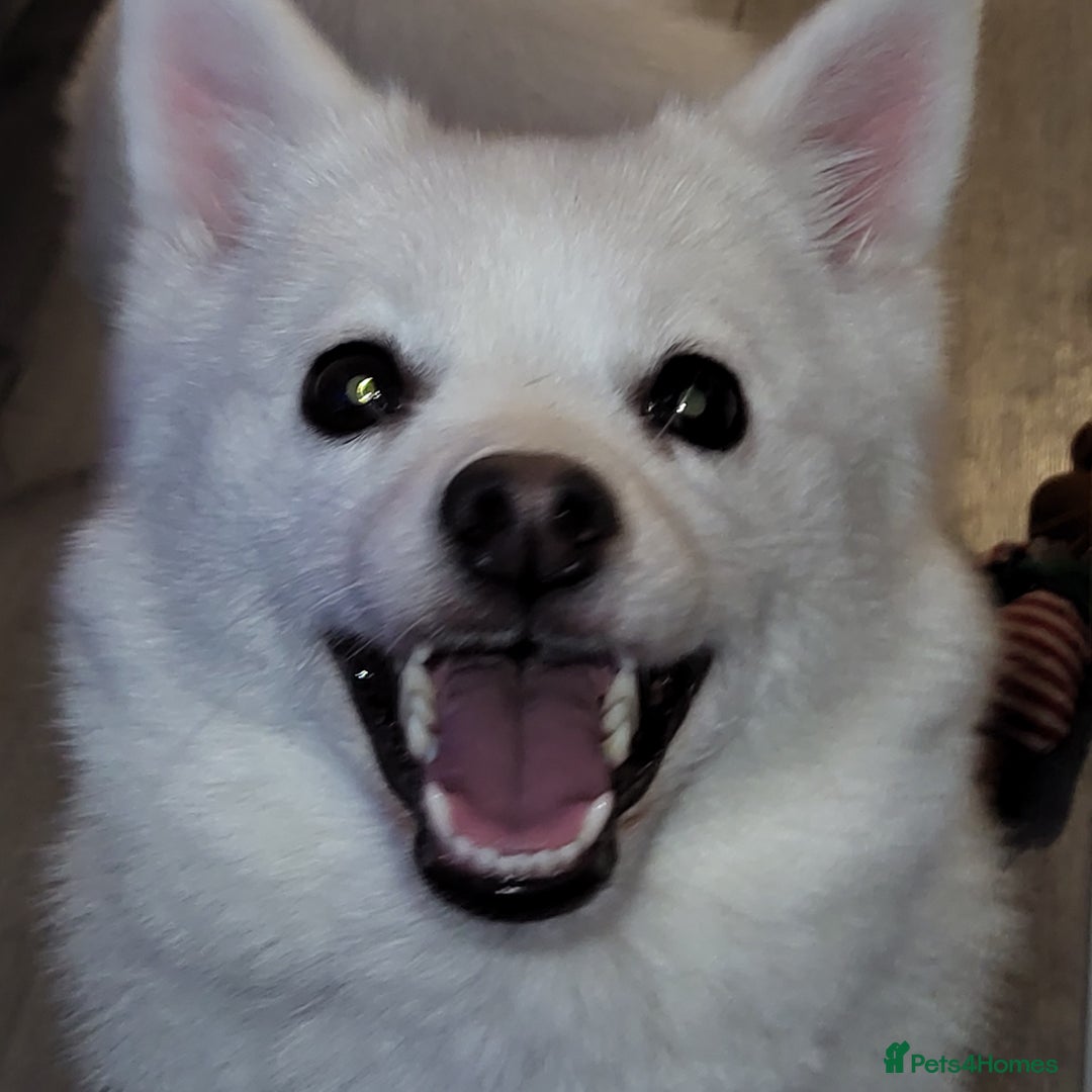 Pomchi dogs for sale: Pomchi - Advert 1