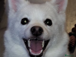 Pomchi dogs Pomchi - Advert 1