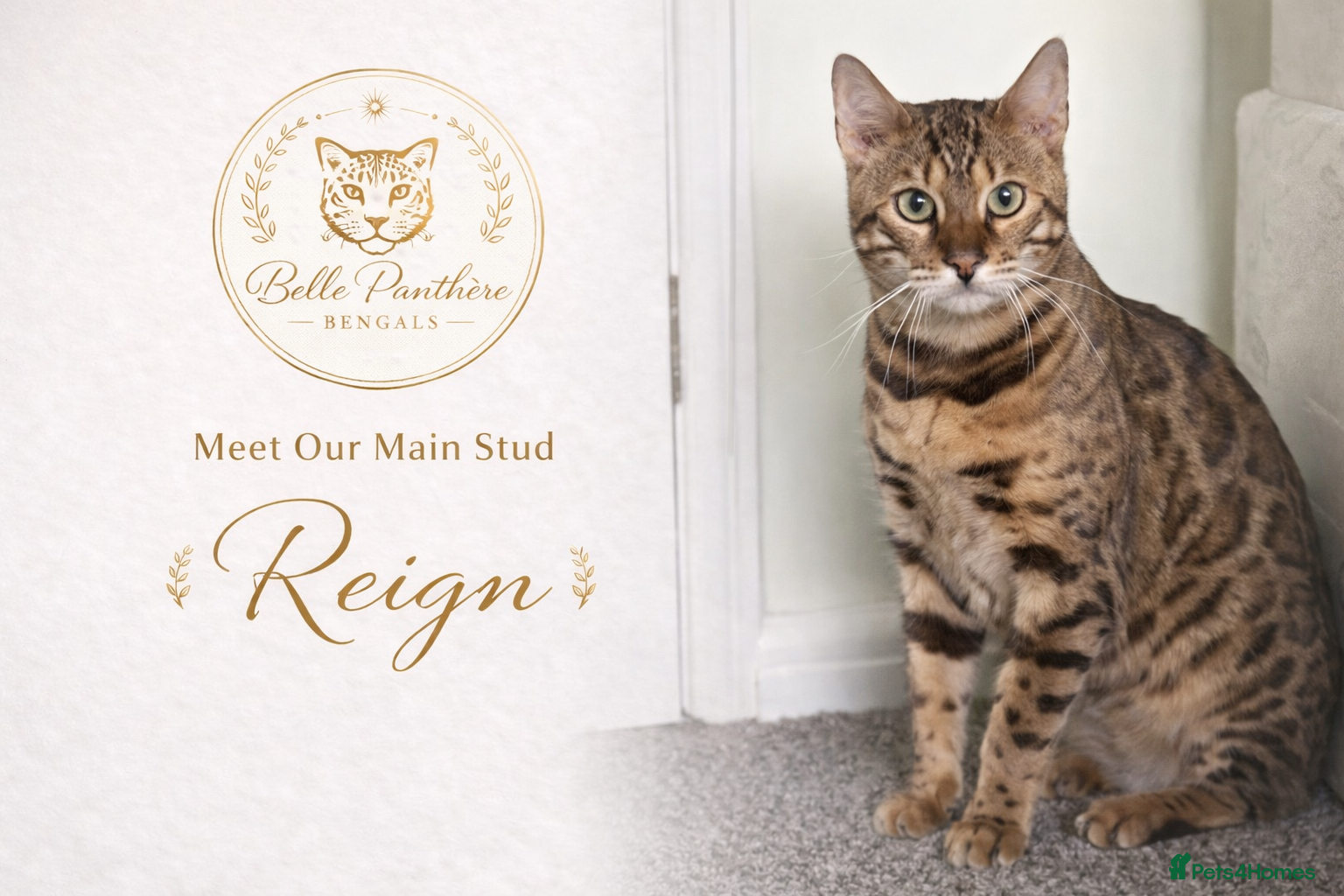Bengal cats Reign – TICA Registered Experienced Bengal Stud - Advert 5