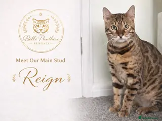 Bengal cats Reign – TICA Registered Experienced Bengal Stud - Advert 5
