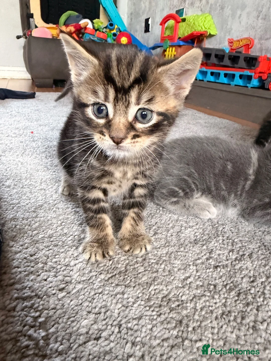 Mixed Breed cats for sale: Gorgeous black and Silver Tabby Kitten - Advert 2