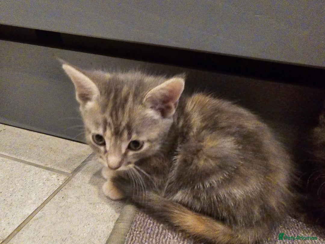 Mixed Breed cats for sale: 5 beautiful kittens looking for their forever home - Image 14