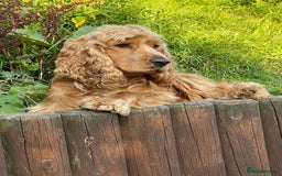 Cocker Spaniel dogs for sale: Waiting list open! KC reg Cocker Spaniel pups - Image 13