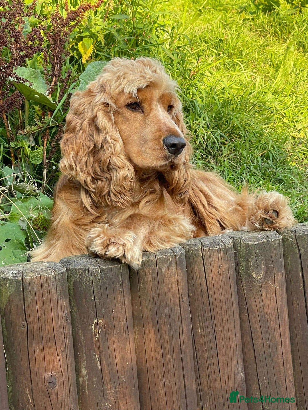 Cocker Spaniel dogs for sale: Waiting list open! KC reg Cocker Spaniel pups - Image 13