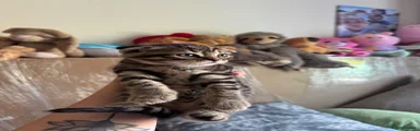 Scottish Fold Kitten 3