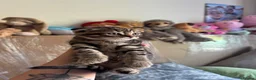Scottish Fold cats for sale: Beautiful scotish fold  - Advert 8