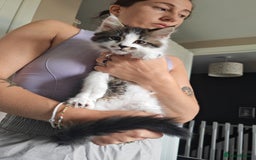Maine Coon cats for sale: Maine Coon Cross All Ready To Go Now - Image 28