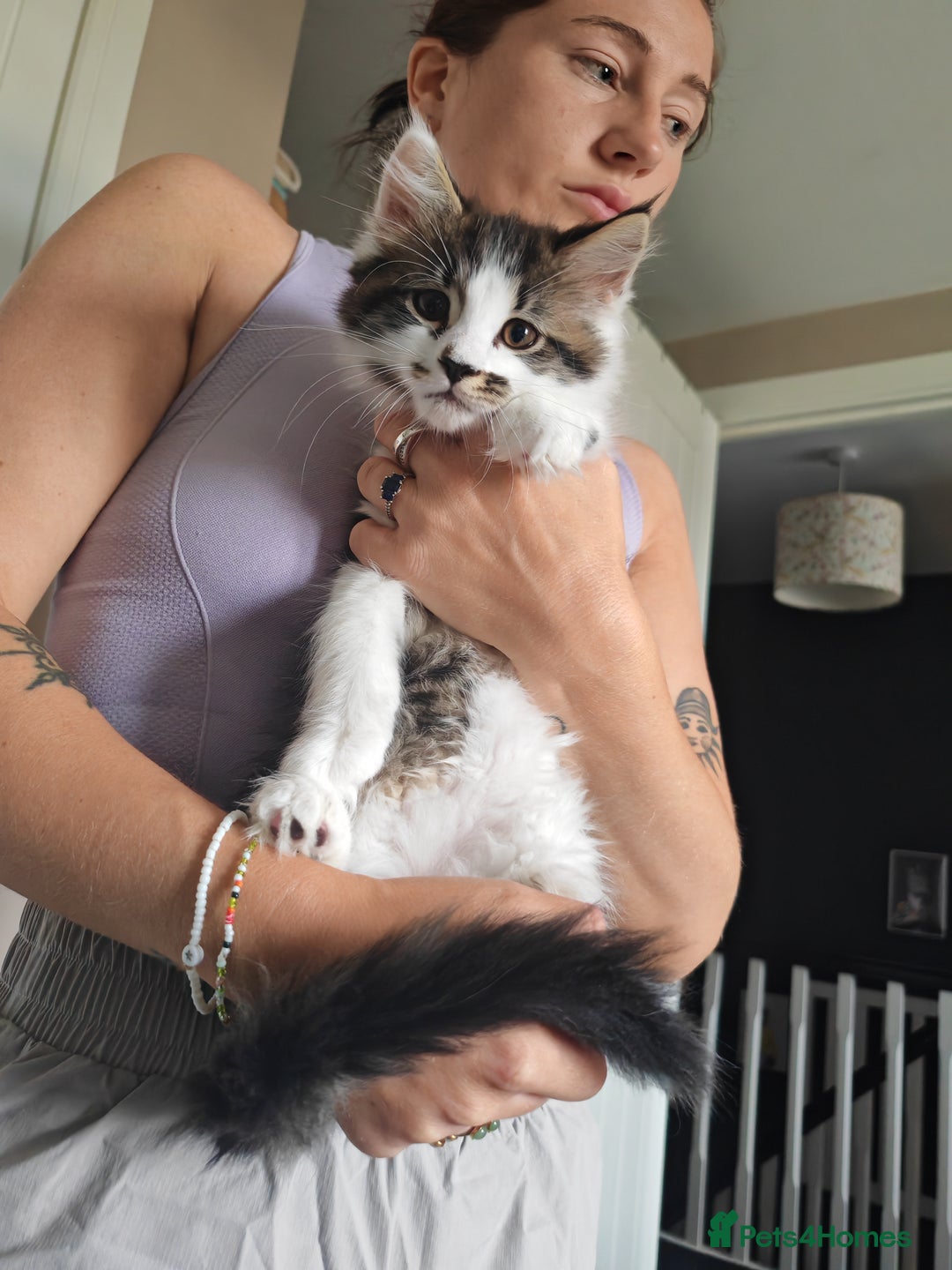 Maine Coon cats for sale: Maine Coon Cross All Ready To Go Now - Image 28