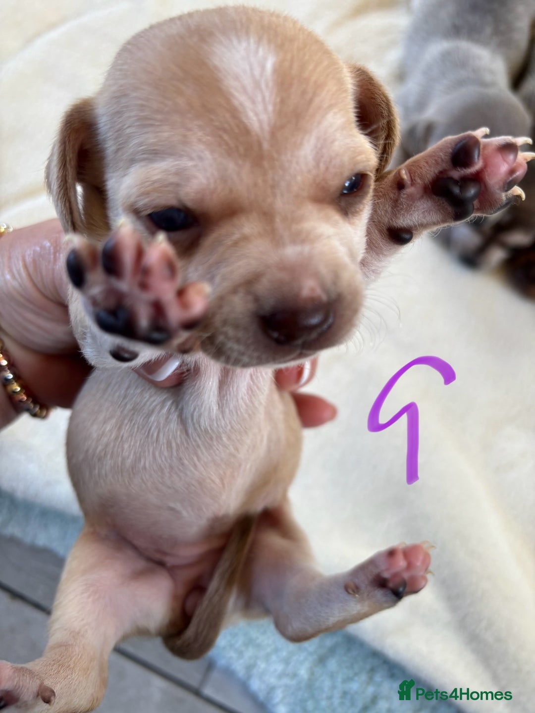 Chiweenie dogs for sale: CHIWEENIE PUPS - Image 2