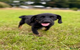 Mixed Breed dogs for sale: Big ears!! cocker spaniel x German shepherd puppys - Image 4