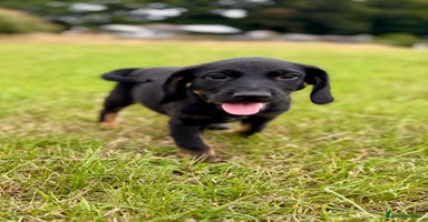 Mixed Breed dogs - Advert 12