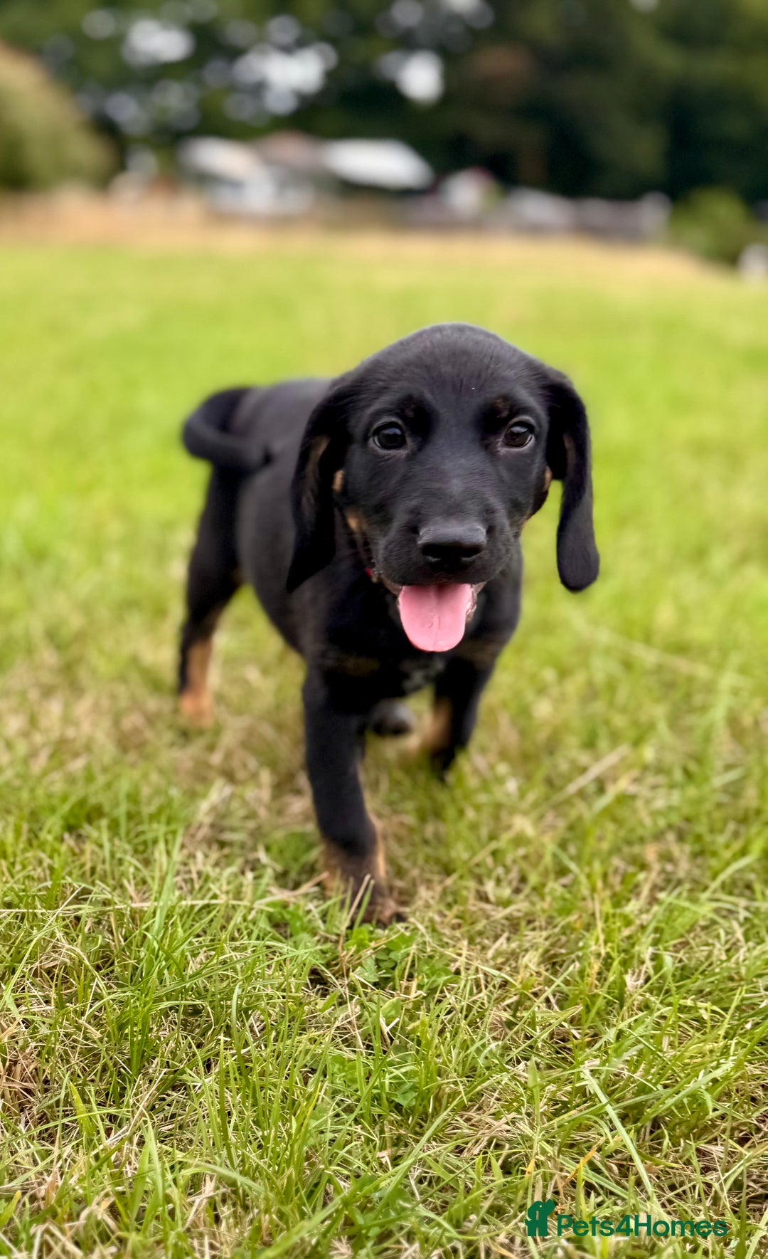 Mixed Breed dogs for sale: Big ears!! cocker spaniel x German shepherd puppys - Image 4