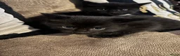 Mixed Breed cats for sale: Male kitten looking for new home  - Advert 3