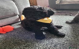 Newfypoo dogs for sale: Newfypoo F3b multi generation  - Image 3