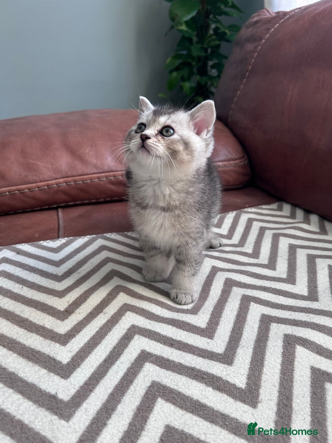 Scottish Fold cats for sale: Little buddies looking for home - Advert 6
