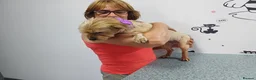 Mixed Breed dogs for adoption: 🐾💛 ARISA – The Little Dog Nobody Stopped For💛🐾 - Advert 30
