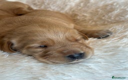 Goldador dogs for sale: Gorgoeus Goldador’s  - Image 6