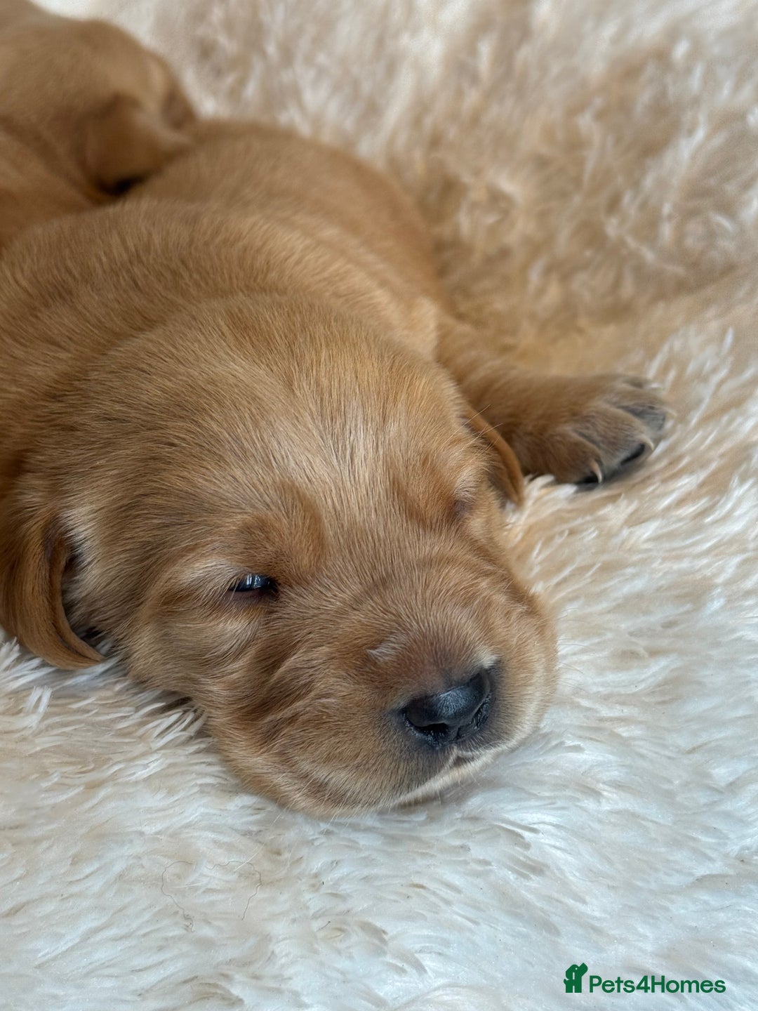 Goldador dogs for sale: Gorgoeus Goldador’s  - Image 6