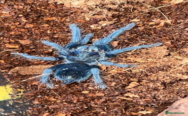 Tarantulas invertebrates - Advert 1