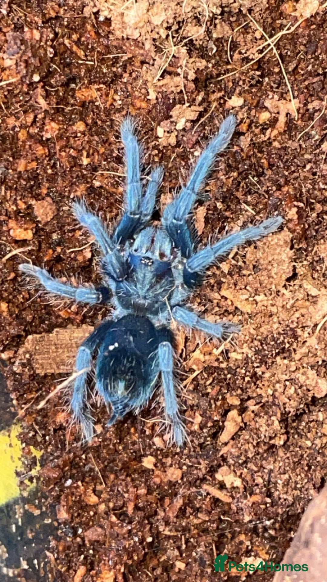 Tarantulas invertebrates for sale: Dominican Purple (please read the description) - Image 1
