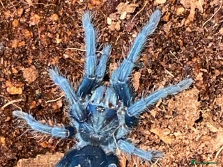 Tarantulas invertebrates - Advert 9
