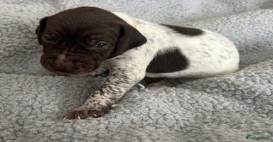 German Shorthaired Pointer dogs - Advert 2