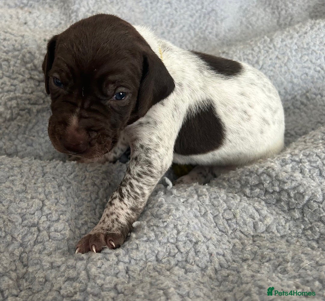 German Shorthaired Pointer dogs for sale: Pure GSP Puppies For Sale - Image 3