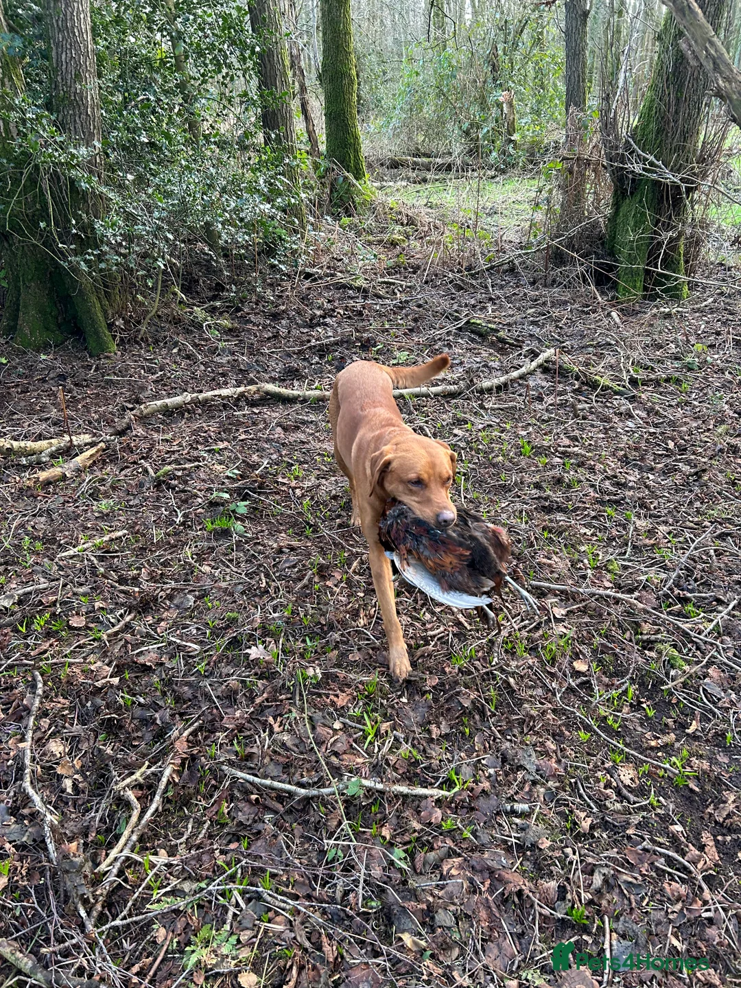 Labrador Retriever dogs for stud: KC working lab for stud in Guildford - Advert 5