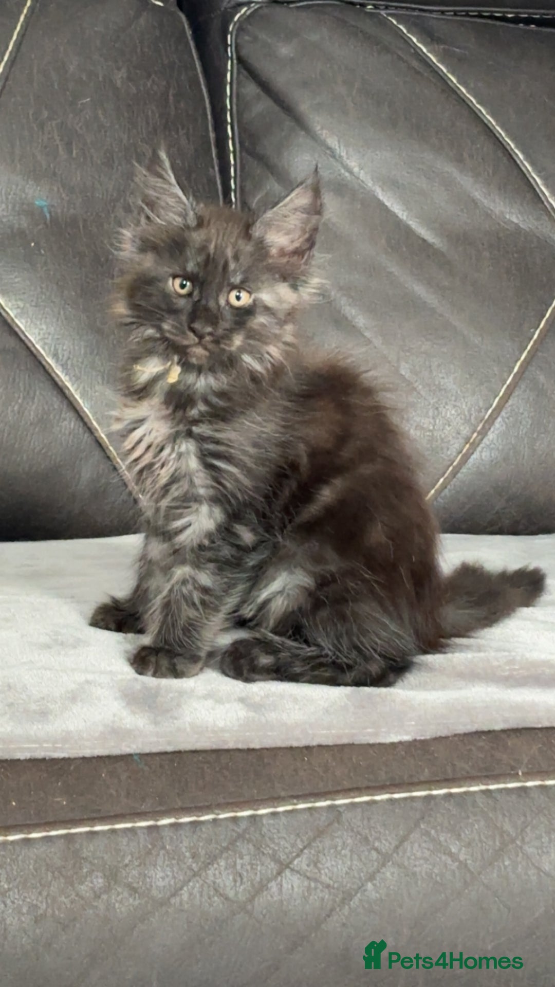 Maine Coon cats for sale: Precious little babies ❤️💙 - Image 2
