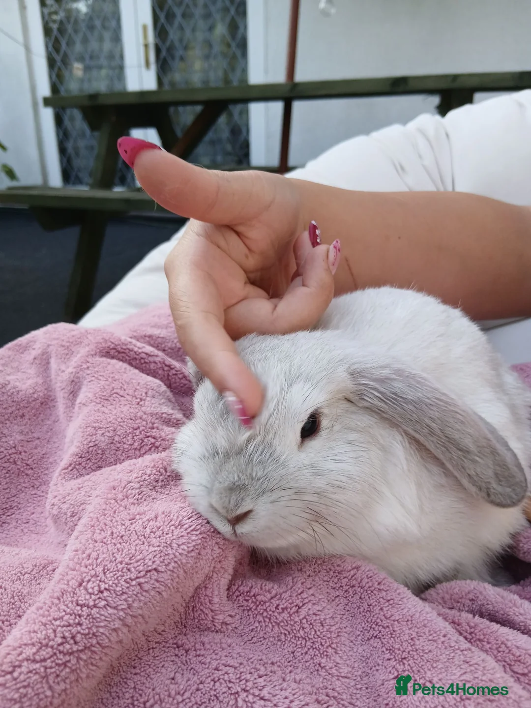 Mini Lop rabbits for sale: Lovely mini lop rabbits ready now - Advert 1