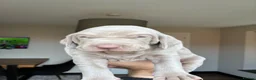 Weimaraner dogs for sale: 1 Stunning Weimaraner Puppy Boy Available - Advert 10