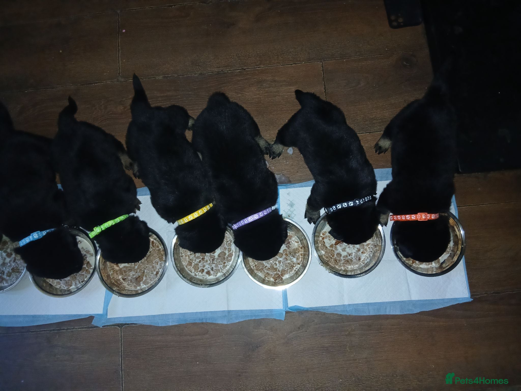 Mixed Breed dogs Shepweiler puppies  - Advert 2