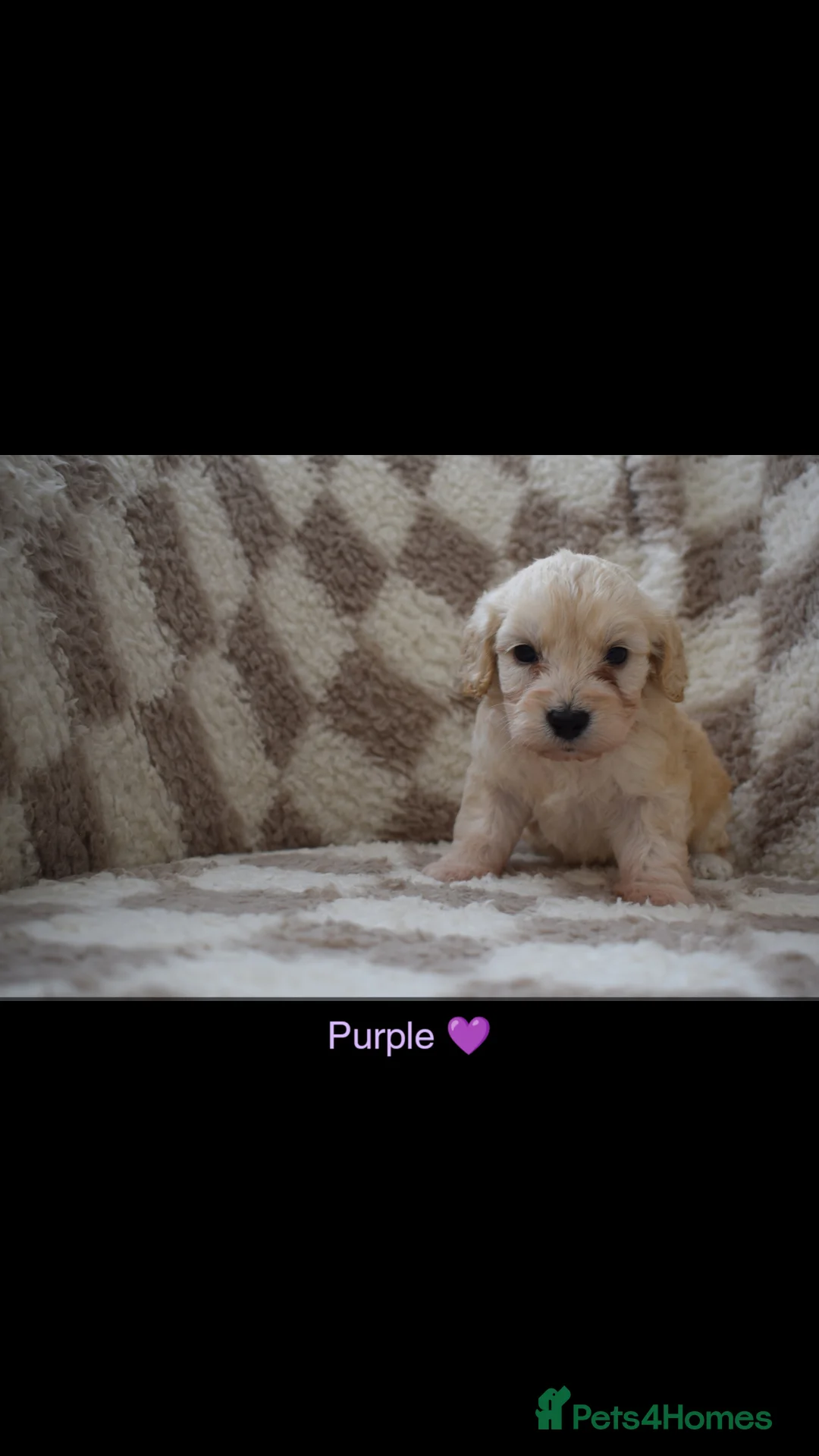 Cockapoo dogs for sale: Beautiful miniature F1B cockapoos - Advert 2